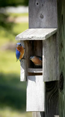 A pair of Eastern Bluebirds catch me watching as they inspect the birdhouse, pausing just long enough to decide whether it might make the perfect new home.