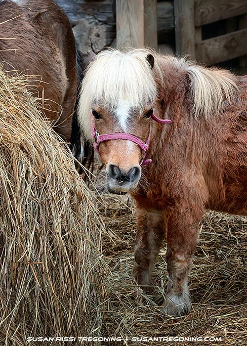 A small brown pony with a shaggy coat and a light-colored mane stands beside a pile of hay, wearing a pink halter. Part of another pony is visible behind it, along with wooden fencing and barn structures. The ground is covered with straw.