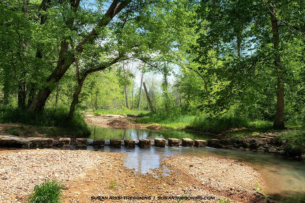 A shallow creek with clear water flowing through a green forest, with a line of evenly spaced stepping stones crossing the stream. Sunlight filters through dense foliage, and pebbles and grass line the creek banks.