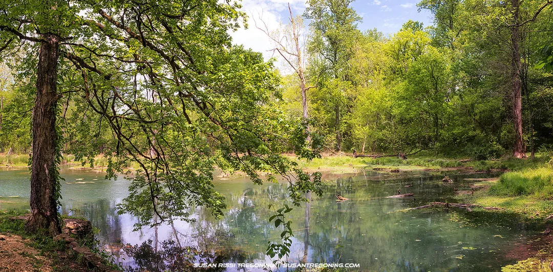 A clear fresh water spring pool surrounded by dense green trees and vegetation, with branches from a large tree extending over the water. The still surface reflects the surrounding greenery, creating a quiet woodland scene at the source of the spring.