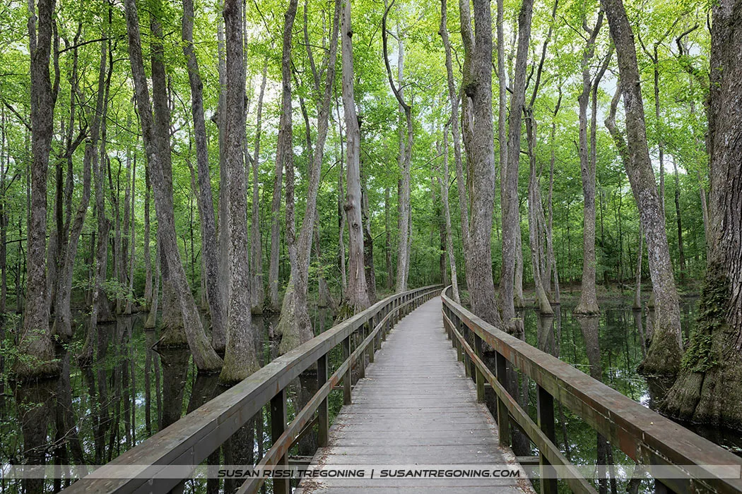   
A wooden boardwalk with railings extends straight through a swamp filled with tall trees, their trunks rising from still, shallow water. Bright green foliage fills the scene, and the boardwalk leads into the dense forest.