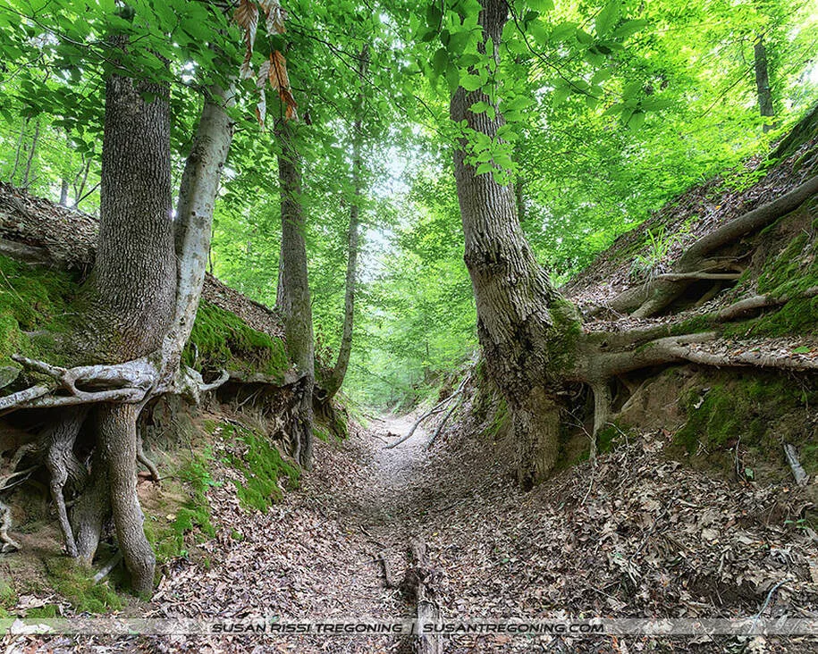 A narrow, deeply eroded path runs between high soil banks with exposed tree roots. Tall trees with green foliage line the top edges, and the ground is covered with dry leaves and twigs in this shaded forest scene.