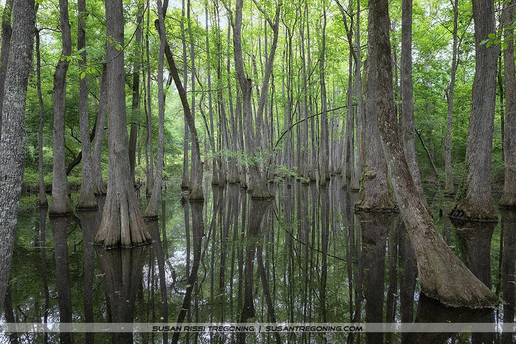 A quiet cypress swamp with tall, straight trees rising from still, shallow water. Their trunks and bright green foliage are reflected on the surface, creating a symmetrical, mirror‑like scene.