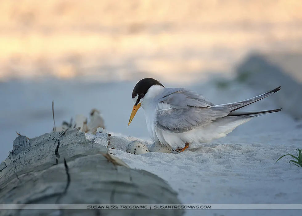 A Least Tern stands on sandy ground beside a small piece of driftwood, watching over two speckled eggs resting in a shallow scrape. The background is softly blurred in pale blue and warm beige tones.