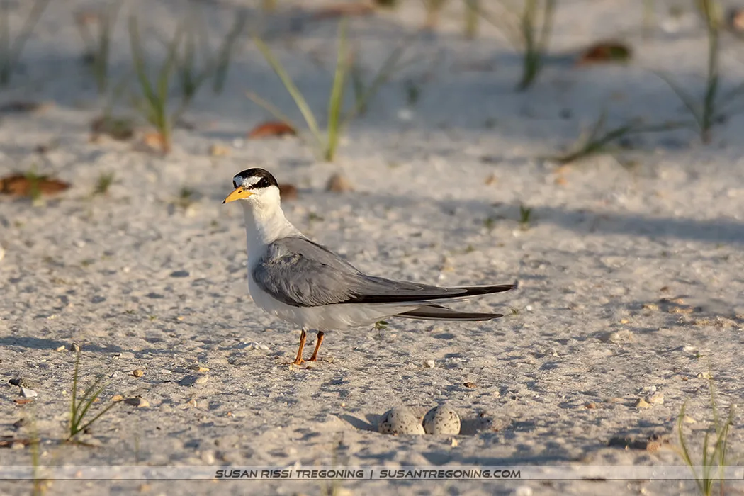 A Least Tern stands on sandy ground with sparse vegetation beside two speckled eggs resting in a shallow scrape. The background is softly blurred in warm tones.