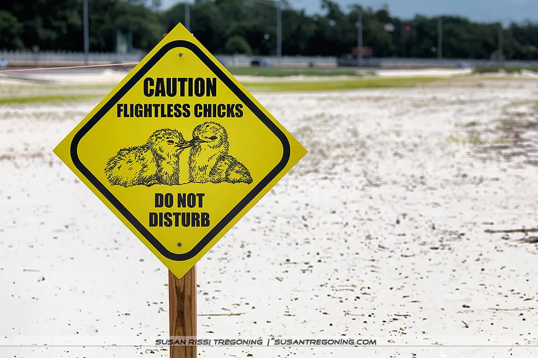 A yellow diamond‑shaped sign mounted on a wooden post reads “Caution Flightless Chicks Do Not Disturb,” with an illustration of two chicks. The sign stands in sandy terrain with sparse vegetation and a softly blurred background.