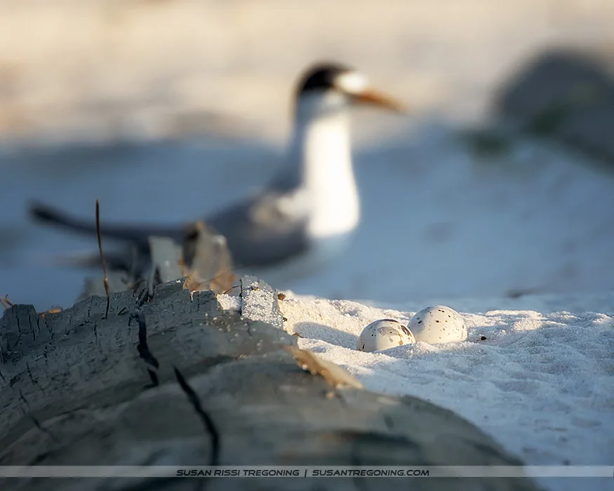 A Least Tern stands on sandy beach habitat beside a small piece of driftwood, watching over two speckled eggs resting in a shallow scrape. The background is softly blurred in warm beige and pale blue tones.