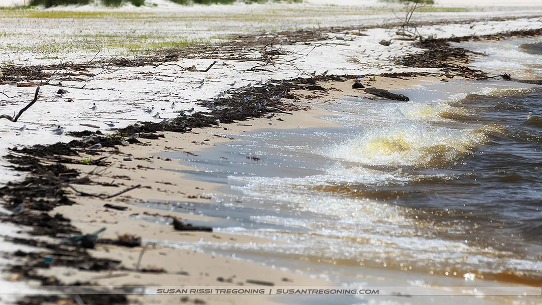 Waves wash onto a light sandy shoreline, leaving a dark line of natural debris along the high‑water mark, with scattered branches and sparse vegetation farther up the beach.