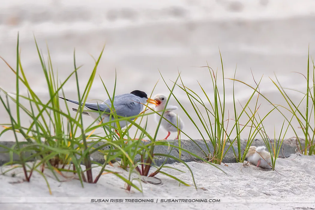 An adult Least Tern stands on sandy ground and feeds a small chick, while a second chick rests nearby among sparse beach grass. The background is softly blurred in warm tones.