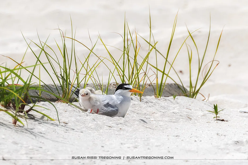An adult Least Tern stands on sandy ground beside a small, fluffy chick, with sparse beach grass around them and a softly blurred sandy background.