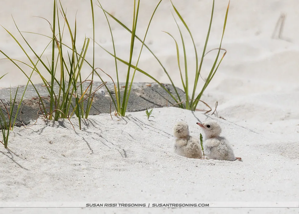 Two small, fluffy Least Tern chicks sit close together in a shallow sandy depression surrounded by sparse beach grass, with a softly blurred sandy background.