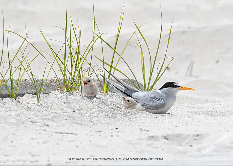 An adult Least Tern sits on sandy ground beside two small, fluffy chicks, one standing and one partially sheltered under the adult, with sparse beach grass around them and a softly blurred sandy background.