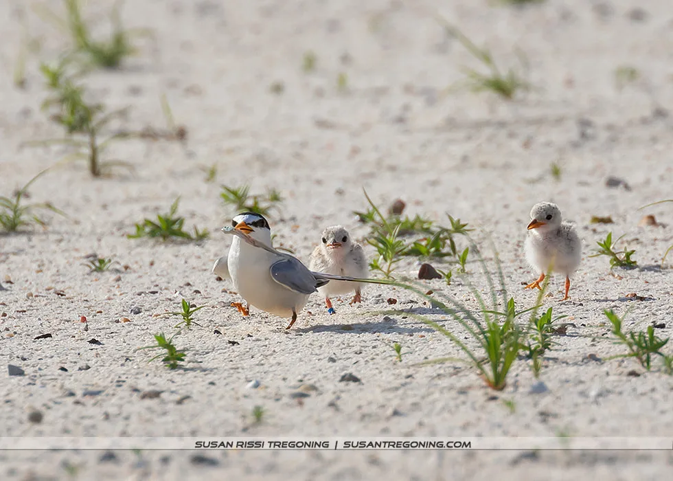 An adult Least Tern walks across sandy ground with sparse vegetation, followed closely by two downy chicks.