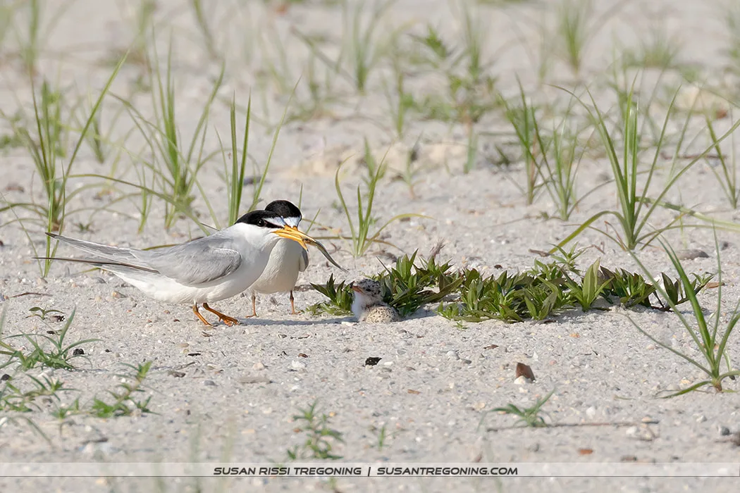 An adult Least Tern stands on sandy ground with sparse vegetation, holding a small fish in its beak while a downy chick sits in front of it among the plants.