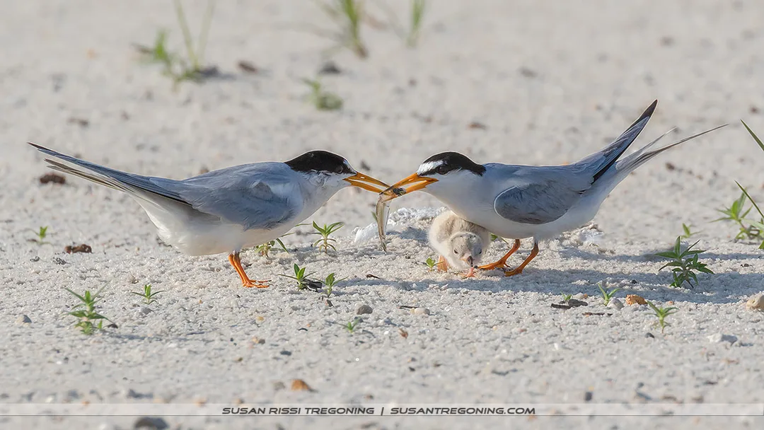An adult Least Tern pair stands over their chick on the sandy beach, each holding a fish as part of a shared feeding interaction.