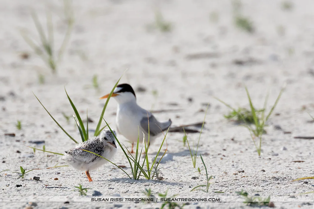 A small, fluffy Least Tern chick stands on sandy ground near sparse beach grass, with an adult Least Tern behind it watching from a short distance.