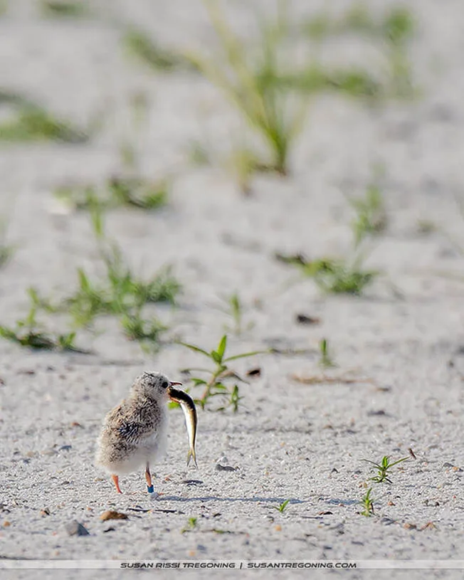 A downy chick stands on sandy ground with sparse vegetation, holding a fish in its beak; colored leg bands are visible on its legs.