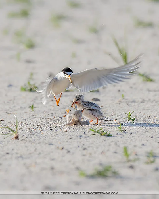 An adult Least Tern approaches two downy chicks on sandy ground with sparse vegetation, its wings extended as it moves toward them.
