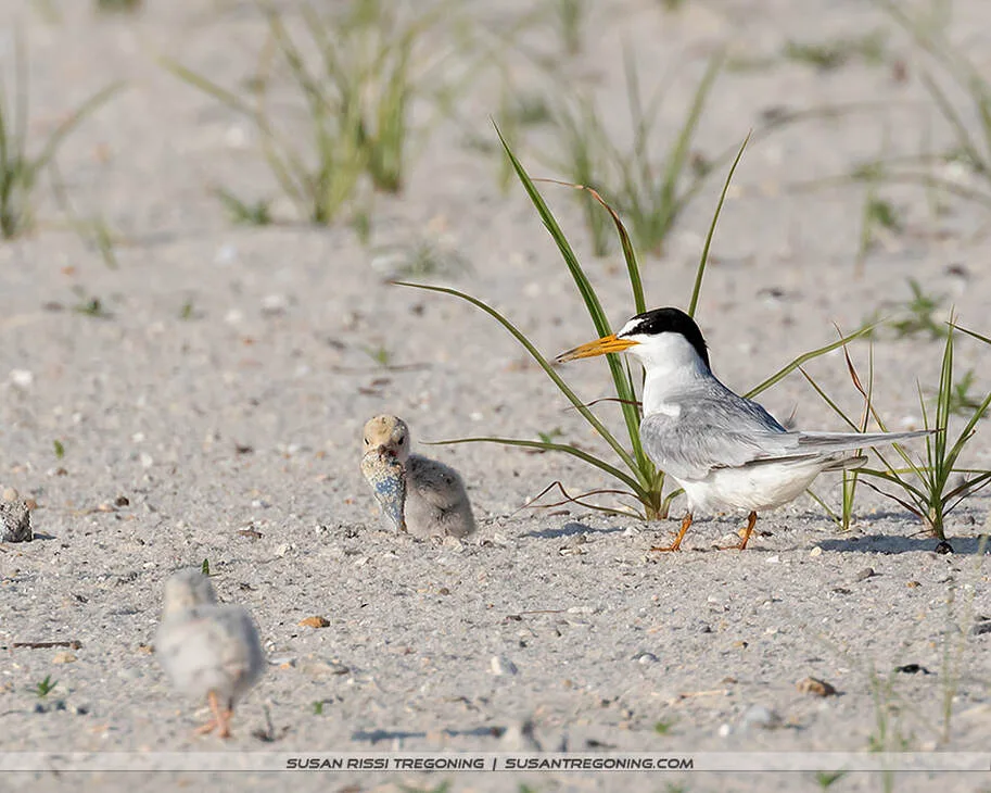 An adult Least Tern stands on a sandy, grassy beach beside two downy chicks. One chick is holding a large piece of fish in its mouth, the fish nearly as long as the chick’s entire body. The adult tern, with its black cap, white forehead, and yellow bill, watches over them in their coastal nesting habitat.
