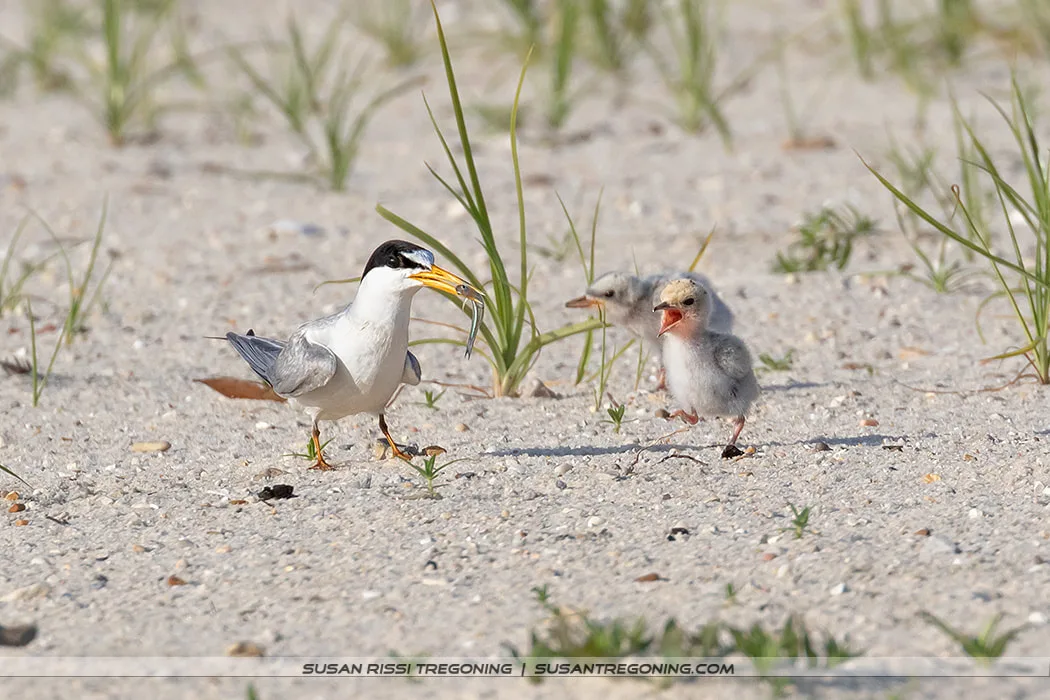 An adult Least Tern stands on sandy ground holding a small fish in its beak, facing two downy chicks; one chick has its beak open while the other stands slightly behind, with sparse beach vegetation around them.
