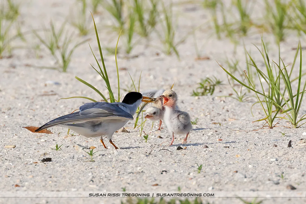 An adult Least Tern stands on sandy ground with sparse grass, leaning toward two downy chicks; one chick has its beak open as the adult offers food.
