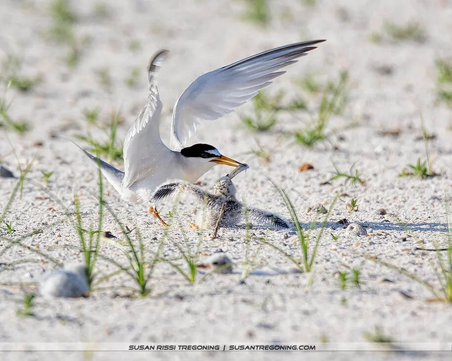 An adult Least Tern stands on sandy ground and offers a small fish to a downy chick, with sparse beach vegetation scattered around them.