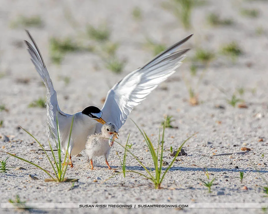 An adult Least Tern stands on sandy ground with its wings spread as a chick holds a small fish in its beak, with sparse beach vegetation around them.