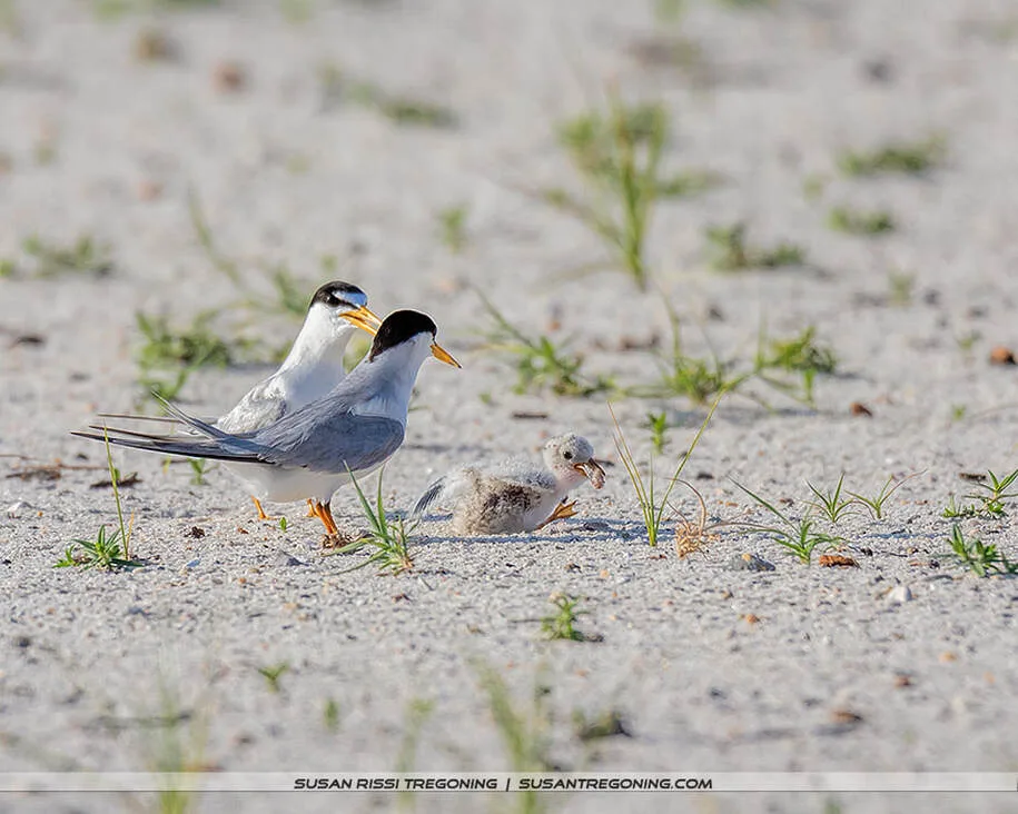 Two adult Least Terns stand on sandy ground with sparse beach vegetation, positioned on either side of a downy chick that faces forward with its beak slightly open