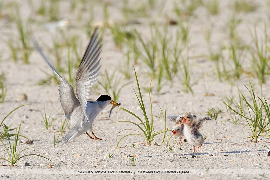 An adult Least Tern flies low over sandy ground with a small fish in its beak, approaching two downy chicks that stand on the beach with their beaks open.
