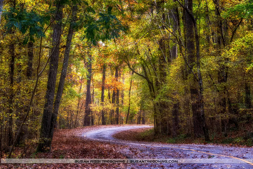 A winding paved road curves through a dense autumn forest in Tishomingo State Park. Tall trees with green, yellow, orange, and brown leaves arch overhead, while fallen leaves blanket the ground and roadway. Soft sunlight filters through the canopy, creating a warm, peaceful glow across the quiet woodland scene.