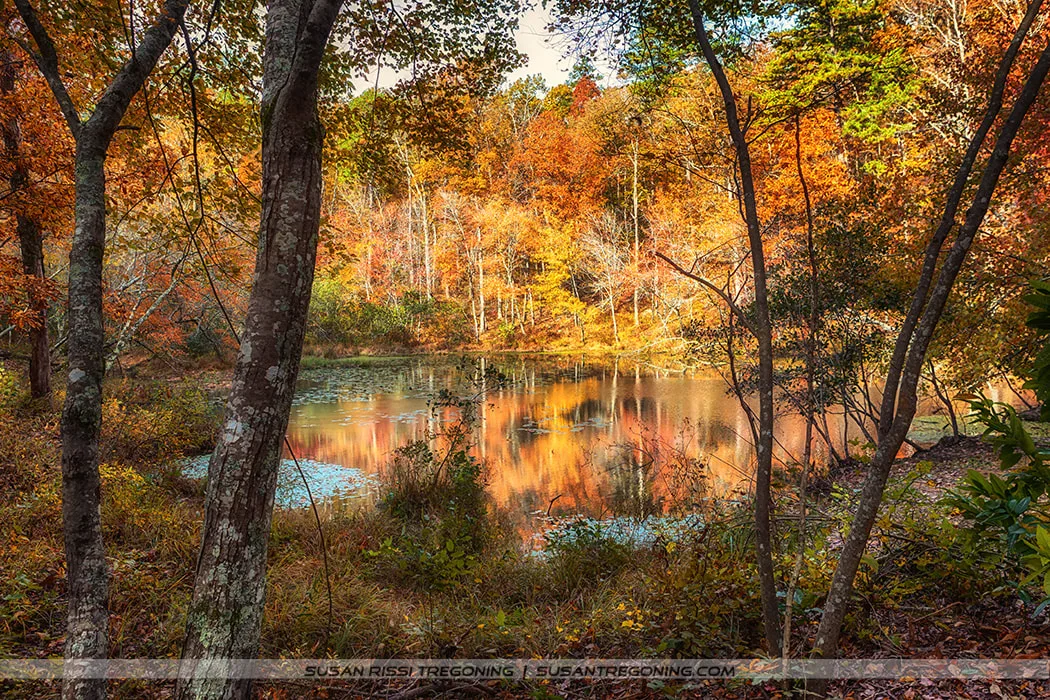Autumn forest scene at Tishomingo State Park near Tupelo, Mississippi, showing a small reflective pond surrounded by trees with bright orange, yellow, and red foliage. Tree trunks and underbrush frame the foreground.