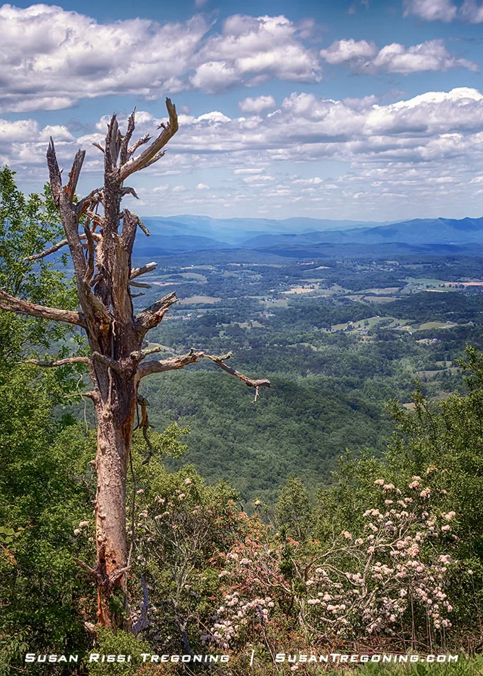 A weathered tree trunk stands in the foreground at the Great Valley Overlook, surrounded by green foliage and blooming plants. Beyond it, a wide valley stretches into the distance with rolling hills, patches of farmland, and dense forests. Layered blue mountain ridges rise along the horizon beneath a partly cloudy sky.