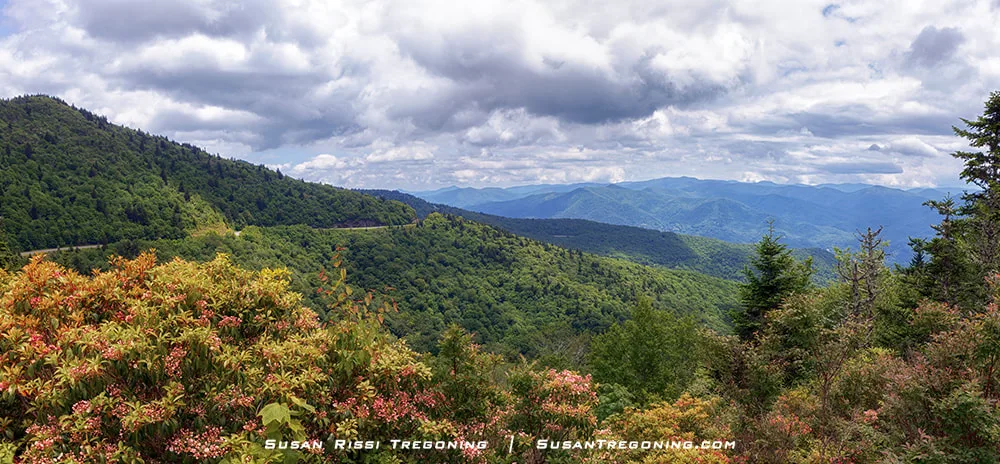 Rhododendron shrubs with pink blossoms frame the foreground at Waterrock Knob Visitor Center. Beyond them, layers of green mountain ridges stretch into the distance under a partly cloudy sky.