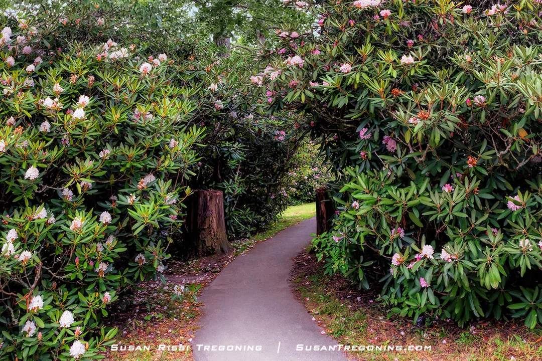 A narrow paved path curves through dense rhododendron bushes with large green leaves and clusters of pink and white blossoms. Overhanging branches create a tunnel-like canopy, and two large tree stumps frame the entrance to the walkway.