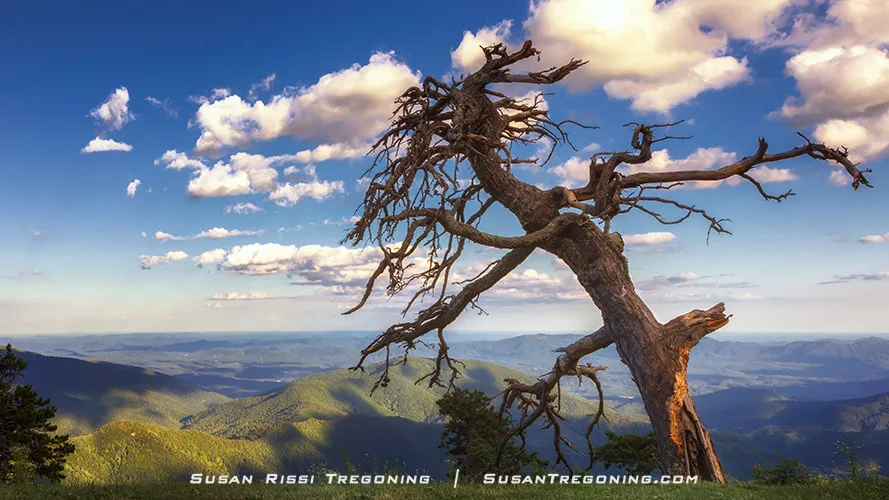 A tall, weathered tree with twisted, leafless branches stands on a mountain ridge at Laurel Knob. Warm light highlights the gnarled trunk and surrounding vegetation. Behind it, rolling green mountains stretch into the distance under a partly cloudy blue sky.
