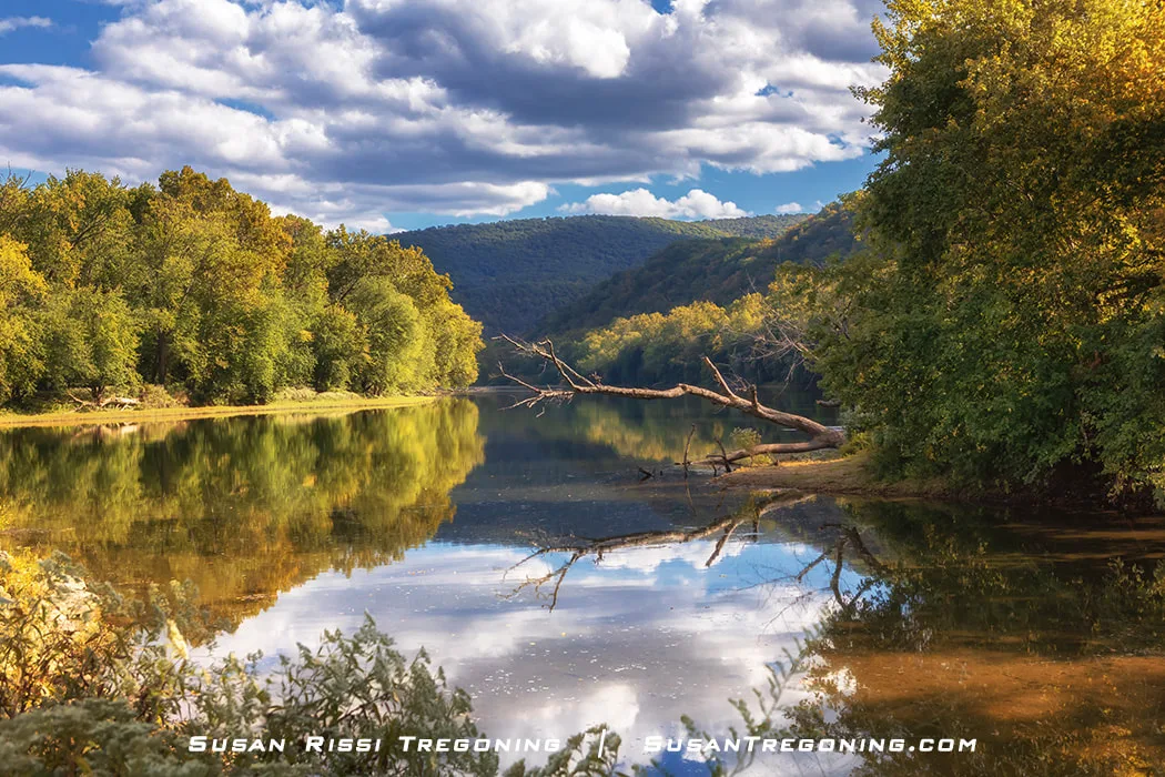 Calm water of the Potomac River reflects early autumn trees and rolling forested hills, viewed from the Fifteen Mile Creek boat dock. A fallen tree extends into the river near the right bank under a partly cloudy sky.