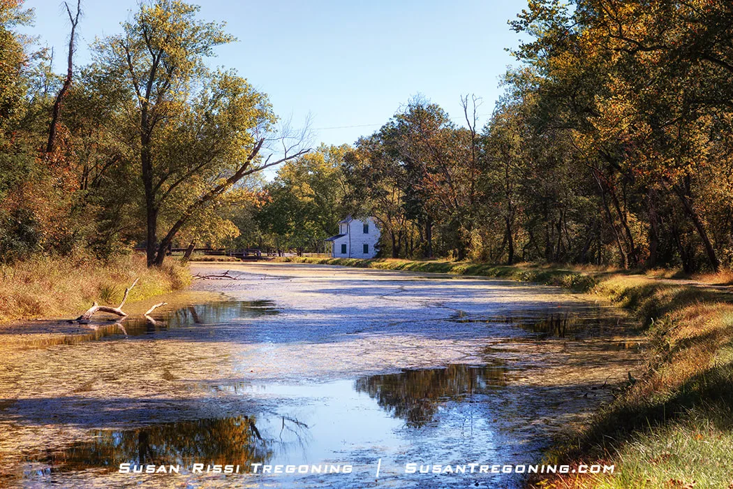 A rewatered section of the C&O Canal in Oldtown, Maryland reflects autumn trees and a small white house. Grassy banks line the calm water, with patches of aquatic vegetation floating on the surface under warm, sunny light.