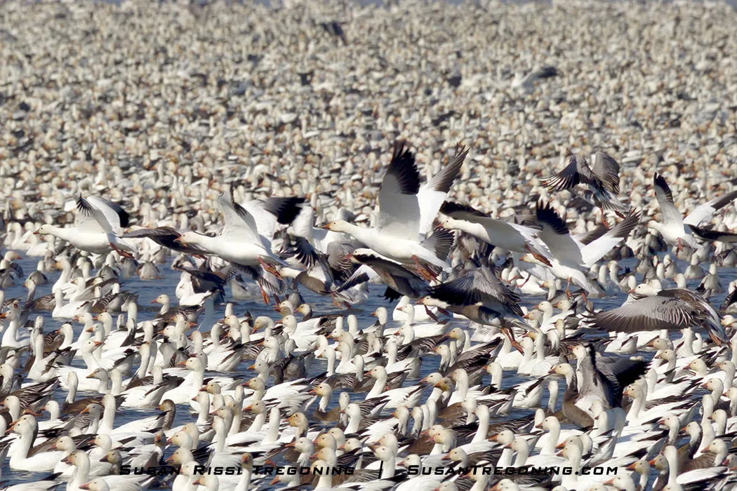 Thousands of Snow Geese remain on the water at Loess Bluffs National Wildlife Refuge while a smaller group of roughly twenty birds takes off together, beginning the early motion that can develop into a Snow Goose Tornado during spring migration.