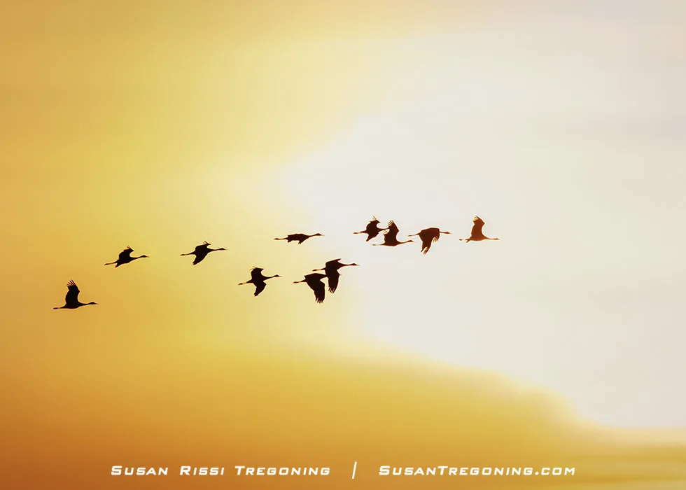 A group of silhouetted birds flies in formation across a golden sky at sunrise or sunset, their dark shapes contrasting with the bright, warm background. 