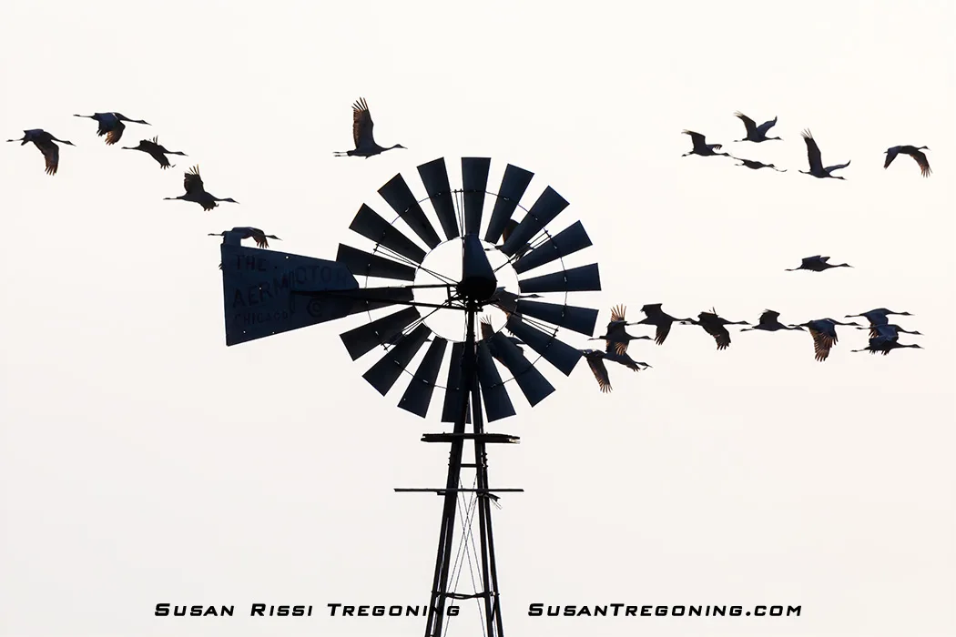 A traditional multi‑blade Aermotor windmill stands in silhouette against a bright, overcast sky as a group of cranes flies past in formation. The birds and windmill are both rendered as dark shapes, creating strong contrast against the pale background.