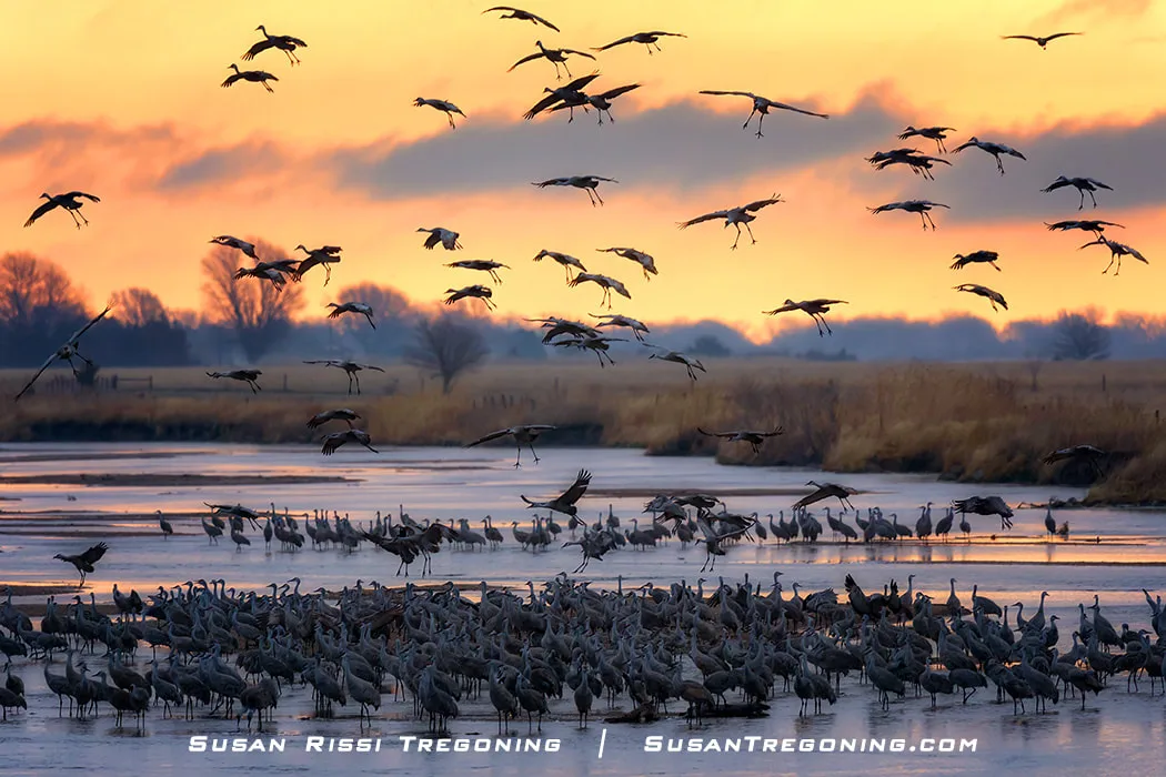 A large flock of Sandhill Cranes stands in shallow water, with additional cranes flying above. The sky is filled with vivid orange and yellow light near the horizon, and the water reflects the warm colors. Dark silhouettes of trees and fields appear in the background.