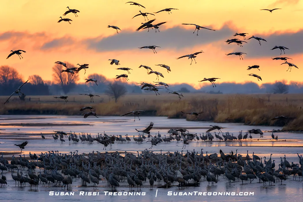A large flock of Sandhill Cranes gathers on a frozen wetland at sunrise, with many birds standing on the ice and others taking off or landing. Warm orange light fills the sky and reflects on the icy water, while bare trees line the distant background. 