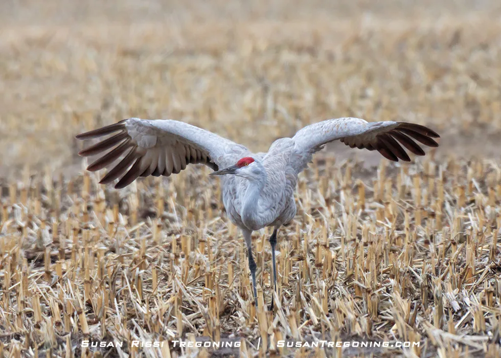 A Sandhill Crane stands in a field of cut stubble with its wings partially extended, showing its wide wingspan and dark primary feathers. The bird’s red crown and gray plumage are clearly visible, and the blurred field behind it isolates the crane as the focal point.