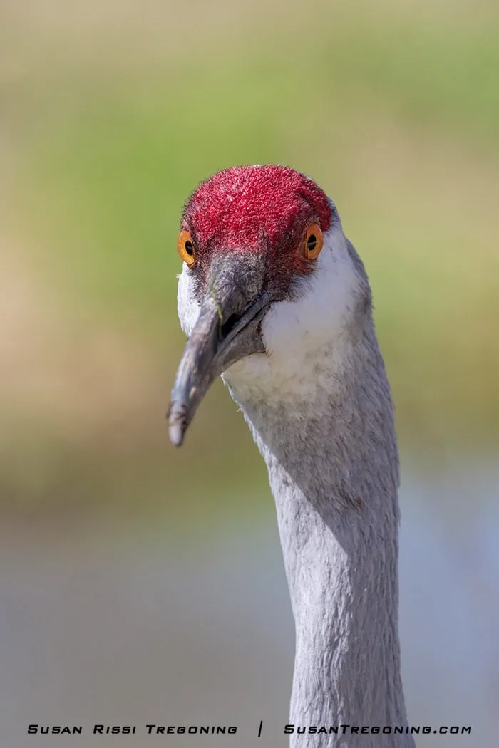 A close‑up view of a Sandhill Crane’s head shows its red crown, orange‑yellow eye, long gray beak, and gray feathers, with a softly blurred green and beige background.