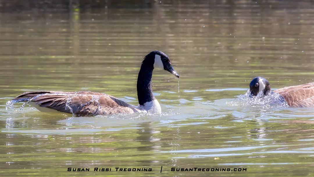 The initial courting behavior involves mutual neck dipping between the two geese. They begin dipping their heads into the water, mostly taking turns so the other could watch.