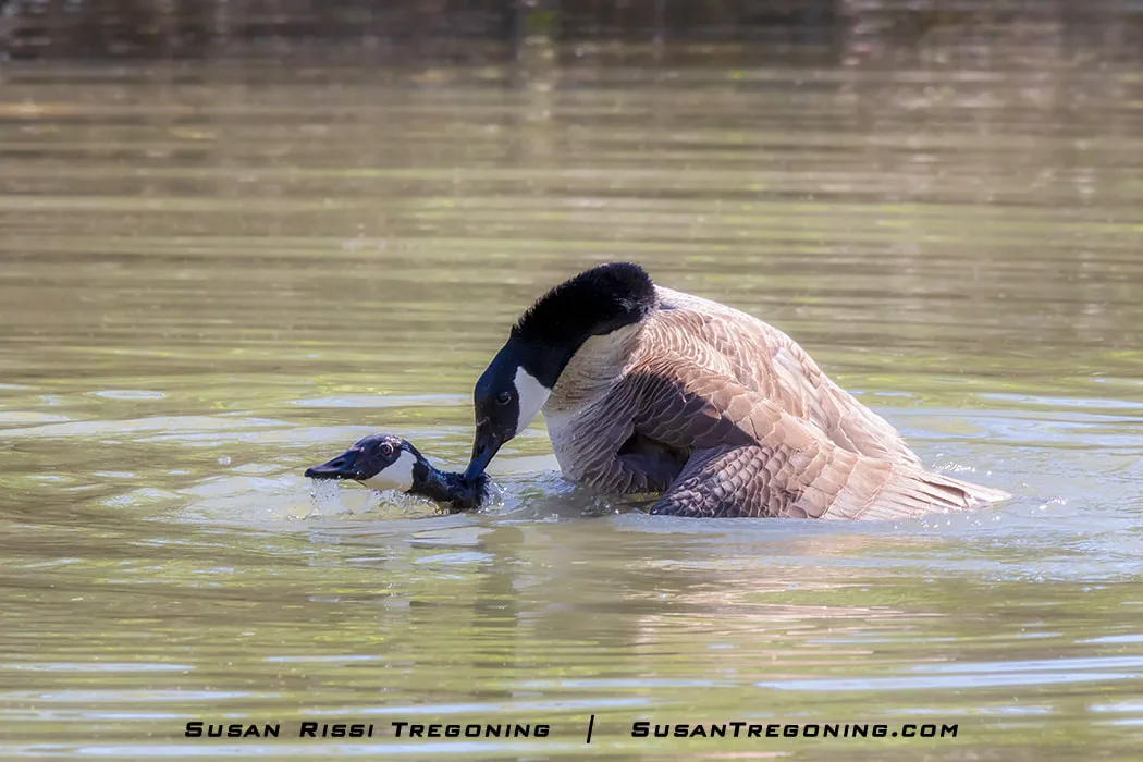 A Gander grips the feathers on the back of a Goose’s neck during mating, using the hold to steady himself and control his position.