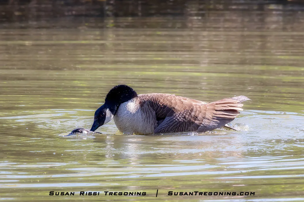 The Gander eventually swims up beside the Goose, and the neck dipping continues. During one of the dips, the Gander hopped on her back while her head was still underwater.
