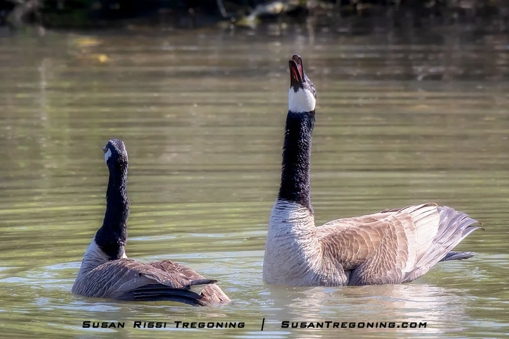 A Gander stands in the water after mating with his head thrown back, honking loudly. Other geese on the pond honk in response, creating a loud, overlapping chorus.