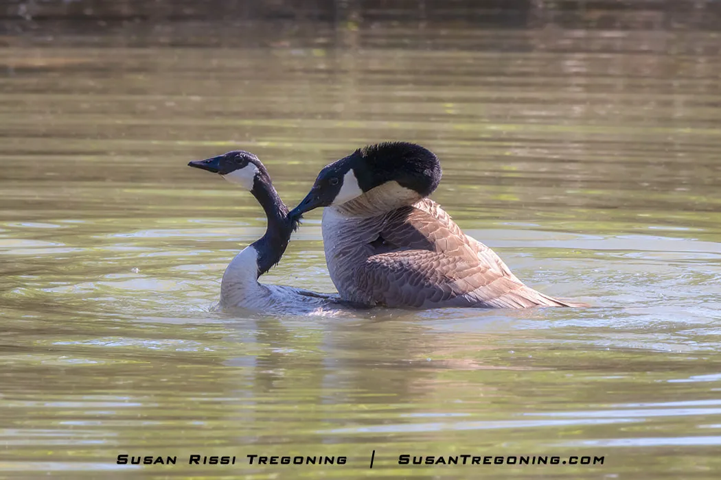 A Gander grips the feathers on the back of a Goose’s neck during mating, a behavior sometimes described as “love nips,” used to steady his position.
