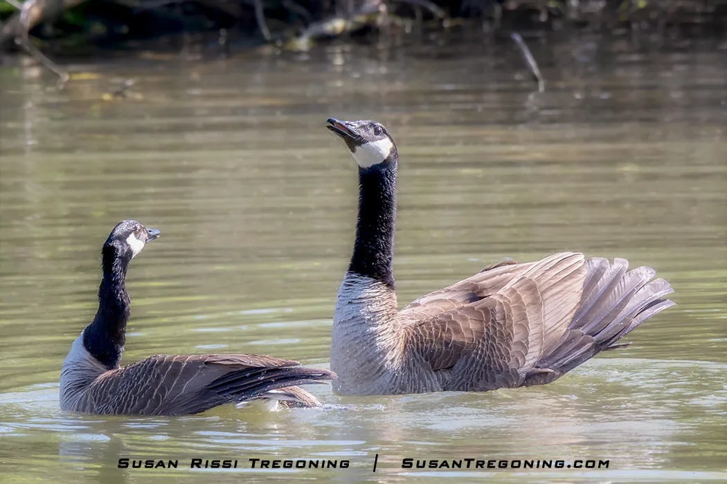 A Goose turns her head back toward the Gander after mating. Behind her, the Gander stands in the water with his tail feathers fanned in a prominent post‑mating display.